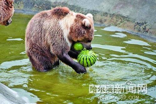 娱乐吃瓜酱小动物视频大全